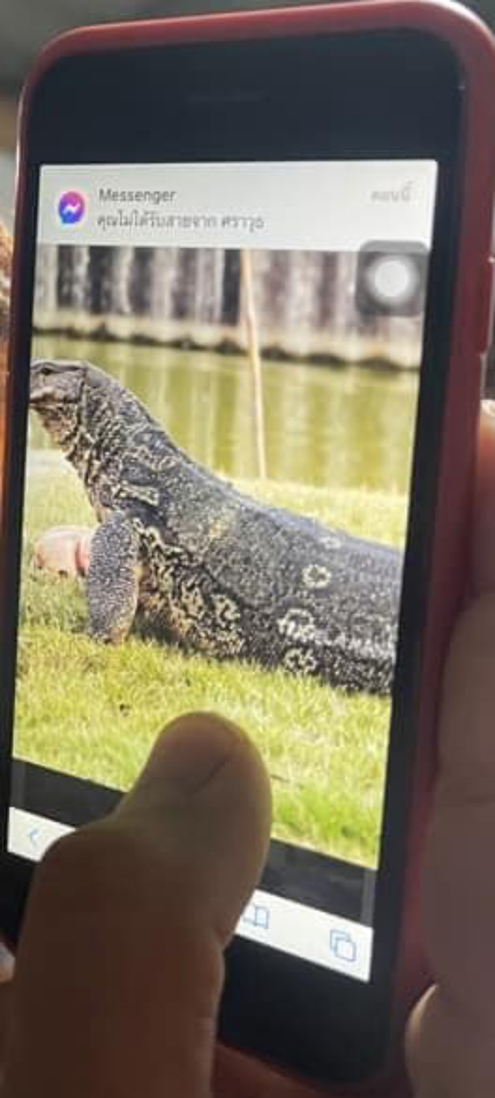 หนังปลาทอดกรอบ