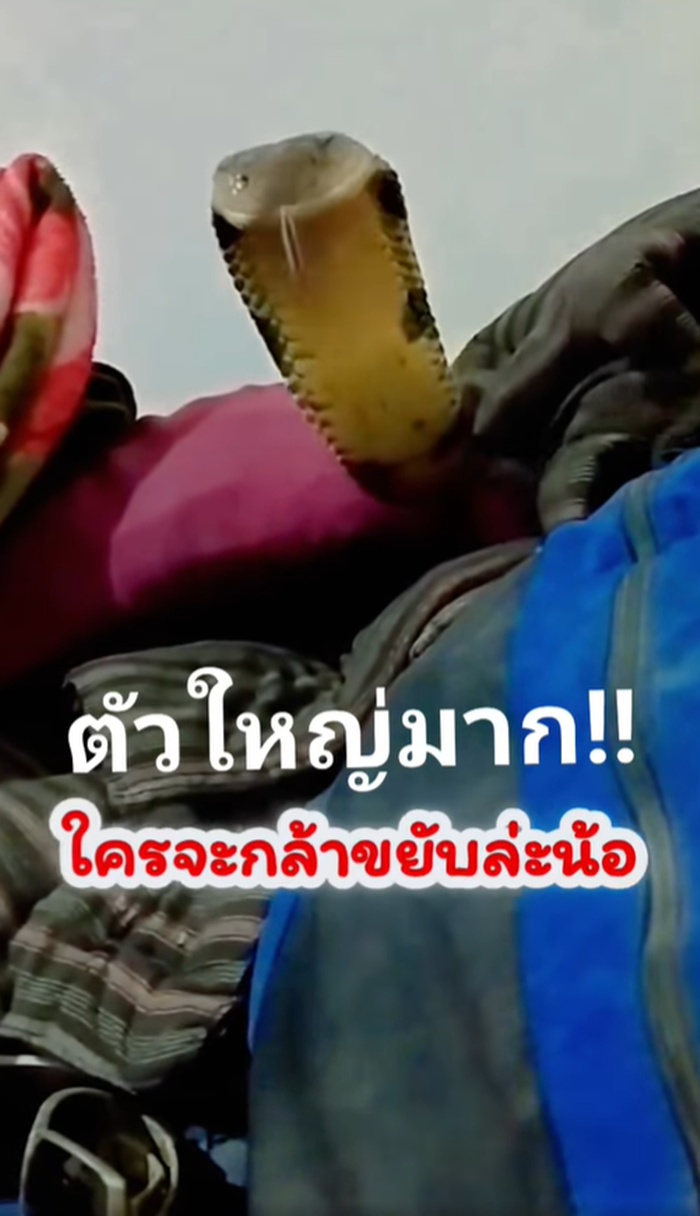 งูจงอาง