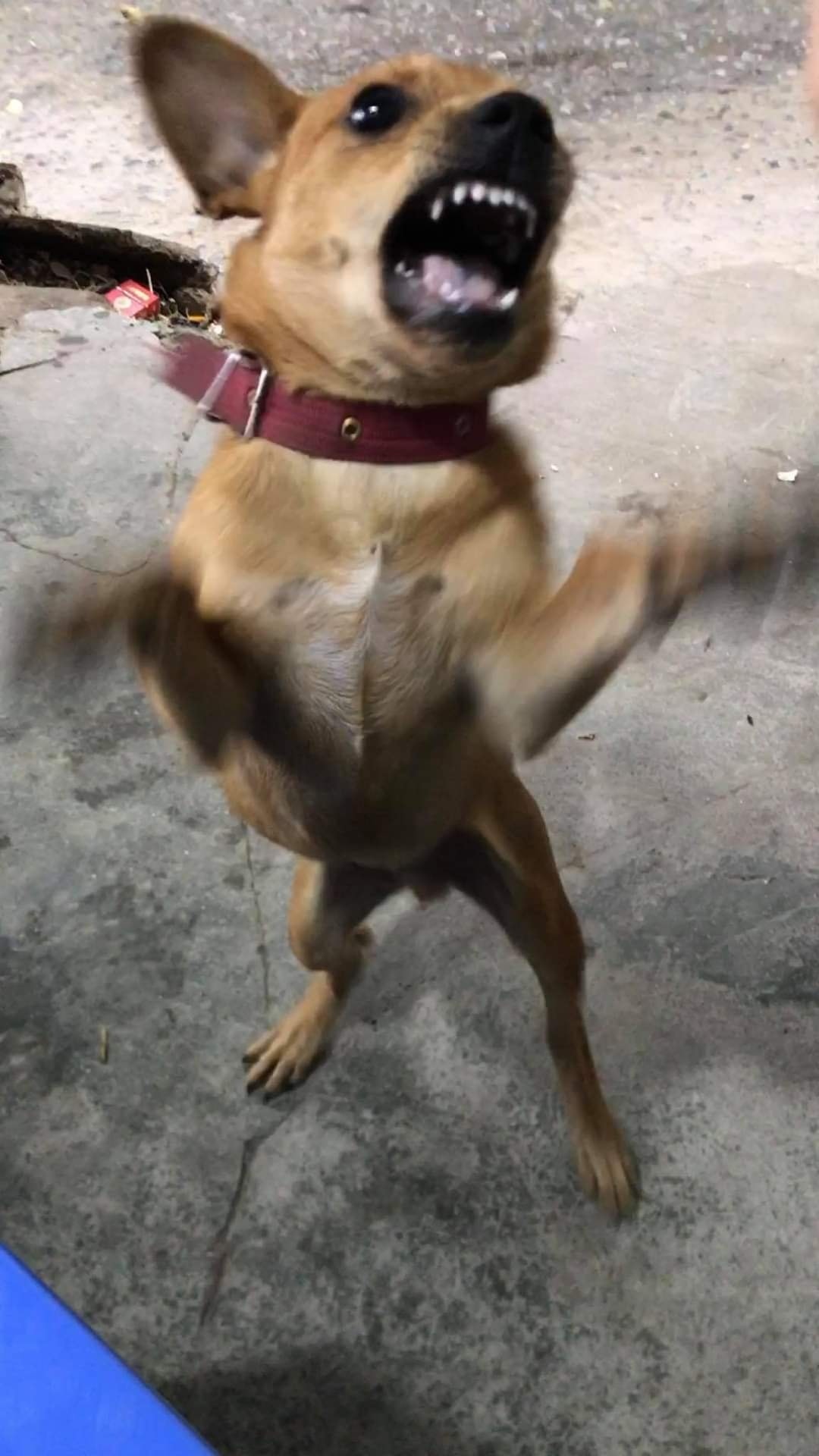 เล่นกับหมา