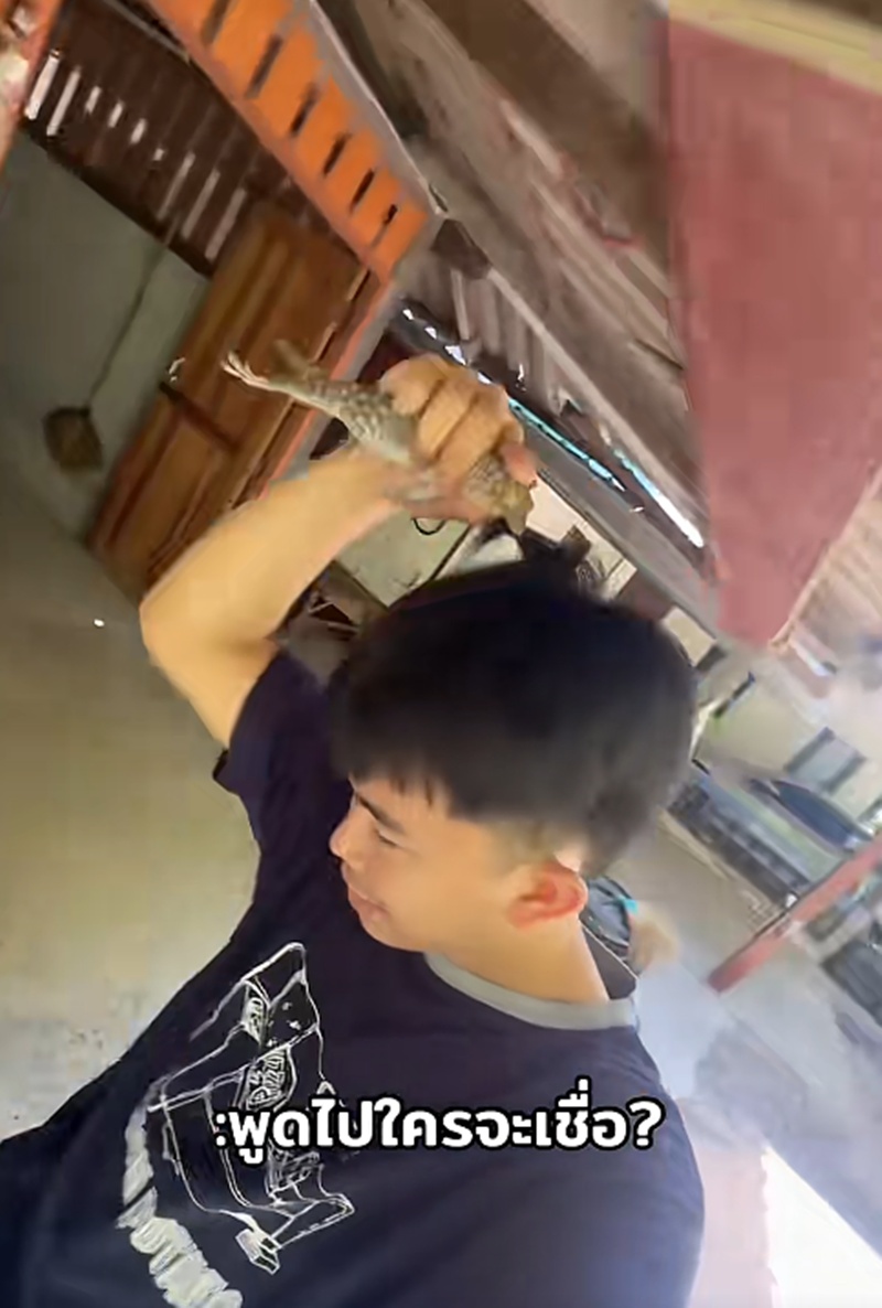 ตุ๊กแกกัด