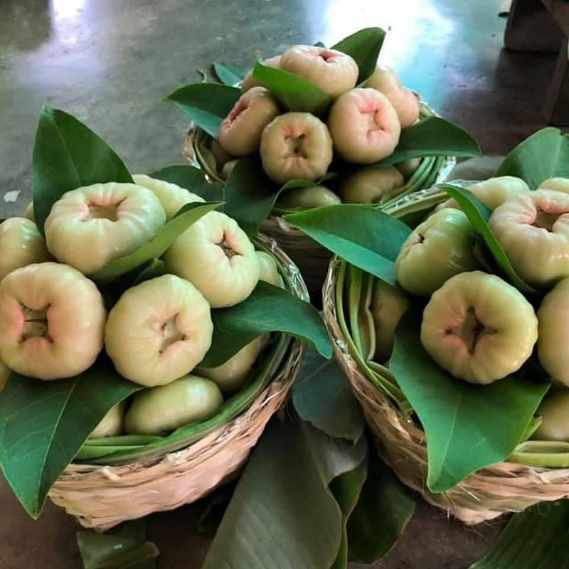 เชน ณัฐวัฒน์ ผันตัวเป็นพ่อค้า ชมพู่เพชรแท้