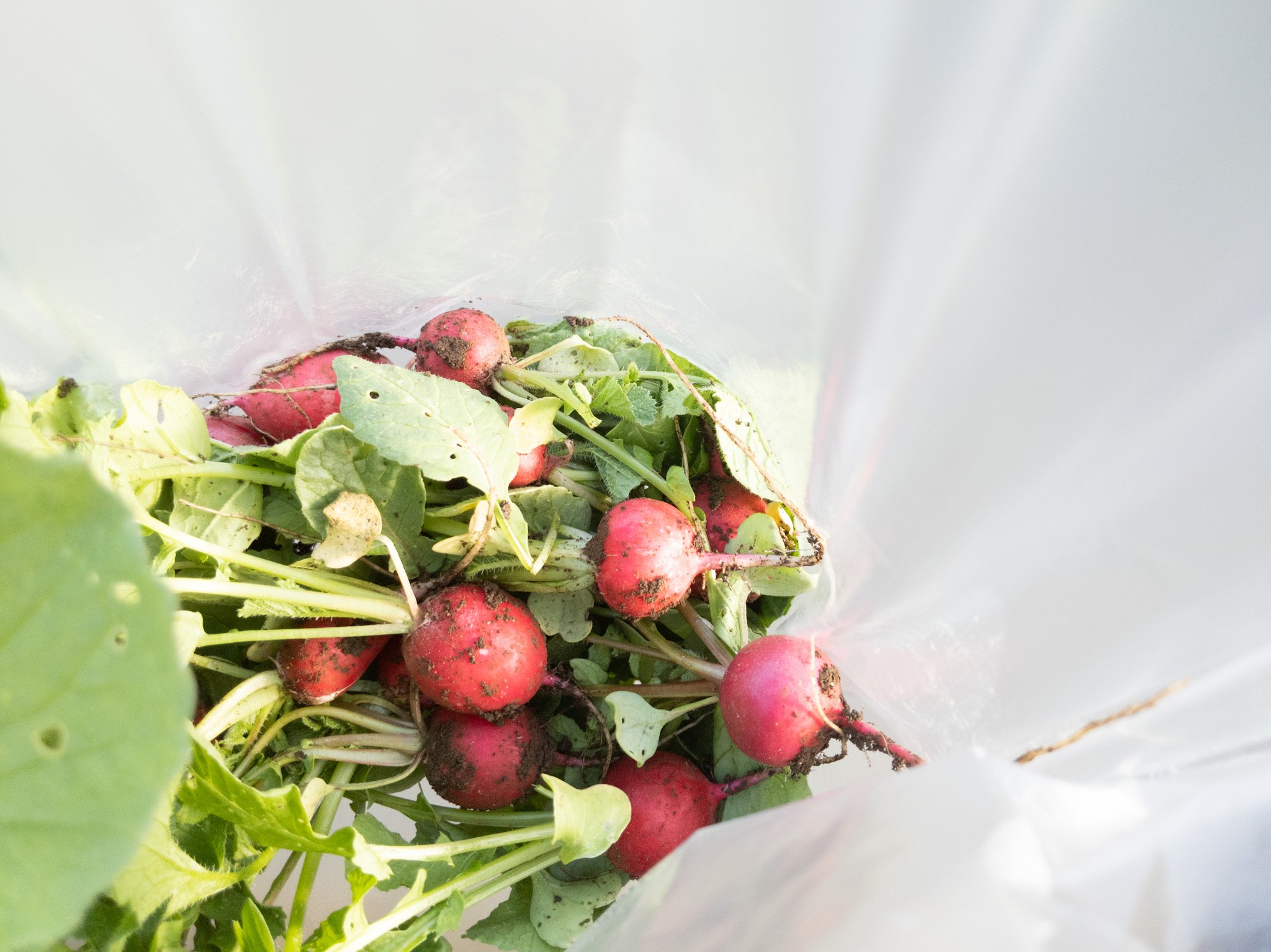 ร้านขายผัก