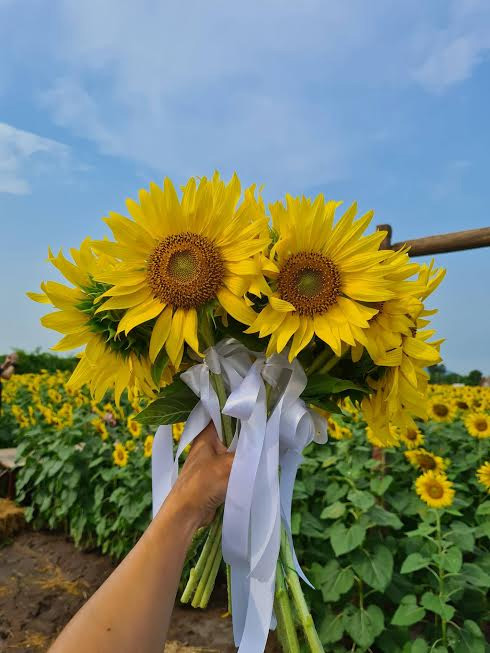 ทุ่งทานตะวัน กาญจนบุรี