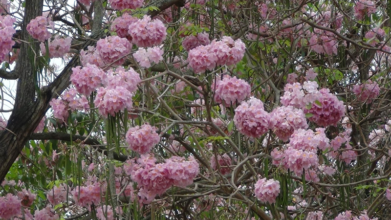 ชมพูพันธุ์ทิพย์ 2565