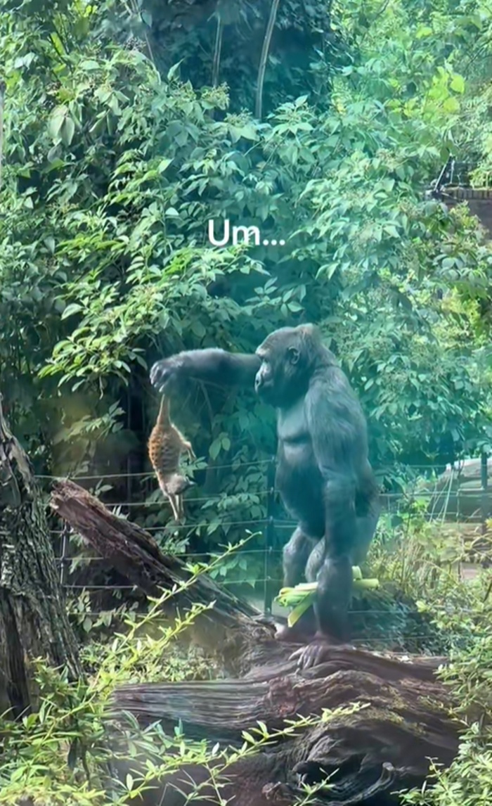 เมียร์แคท