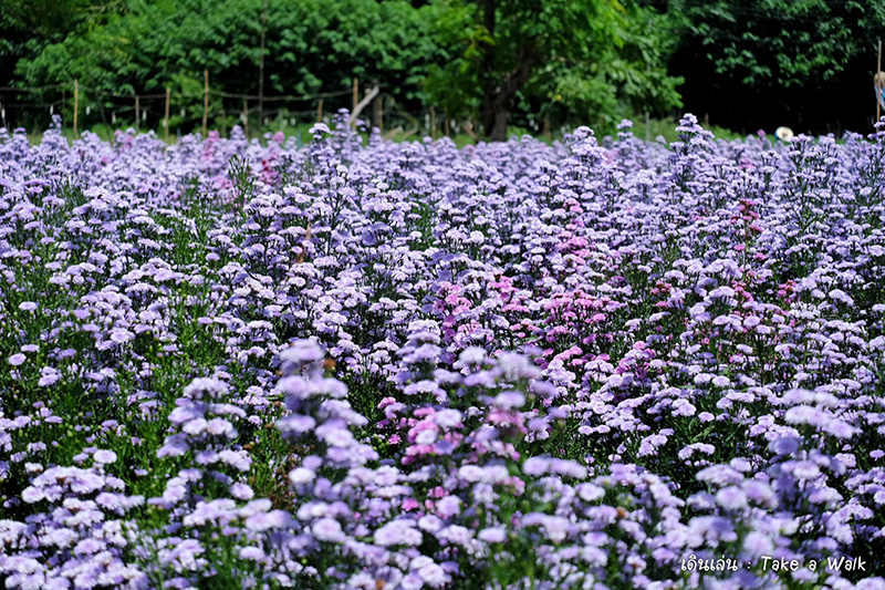 Flower Lover CNX สวนดอกไม้เชียงใหม่