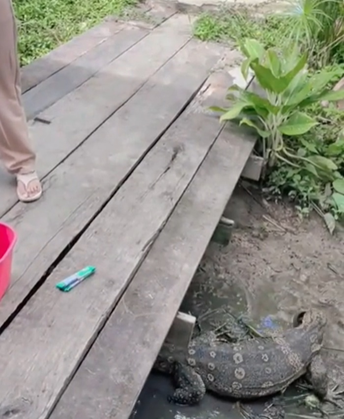 ปล่อยปลา