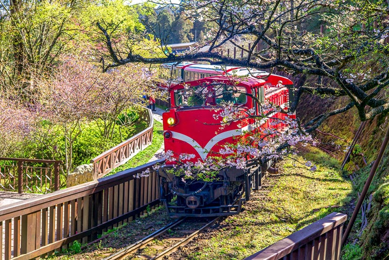 Alishan National Forest Recreation Area ที่เที่ยวไต้หวัน