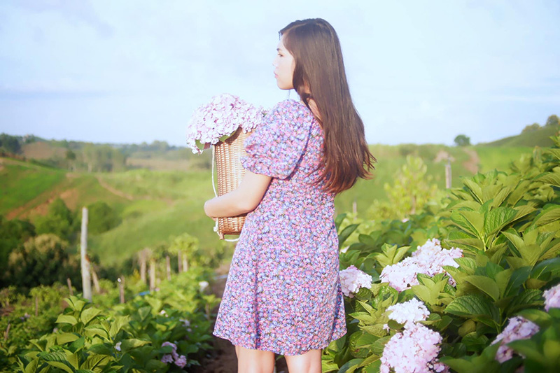 สวนดอกไฮเดรนเยีย เขาค้อ