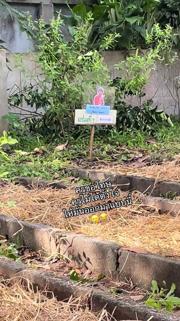 แปลงผัก