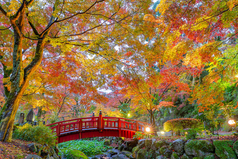 สวนบ๊วย Atami Baien ที่เที่ยวชิซูโอกะ