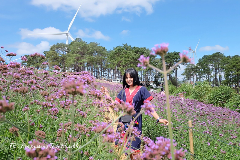 ทุ่งเวอร์บีน่า เขาค้อ