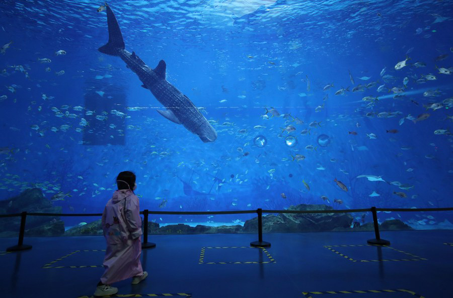 ฉลามวาฬชีวจักรกล