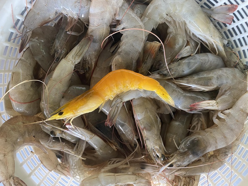 จับกุ้ง