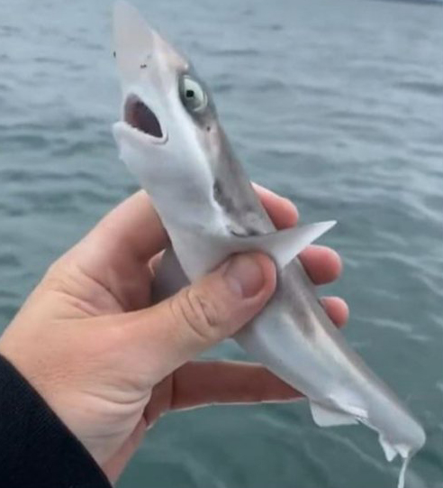 ฉลามน้อย