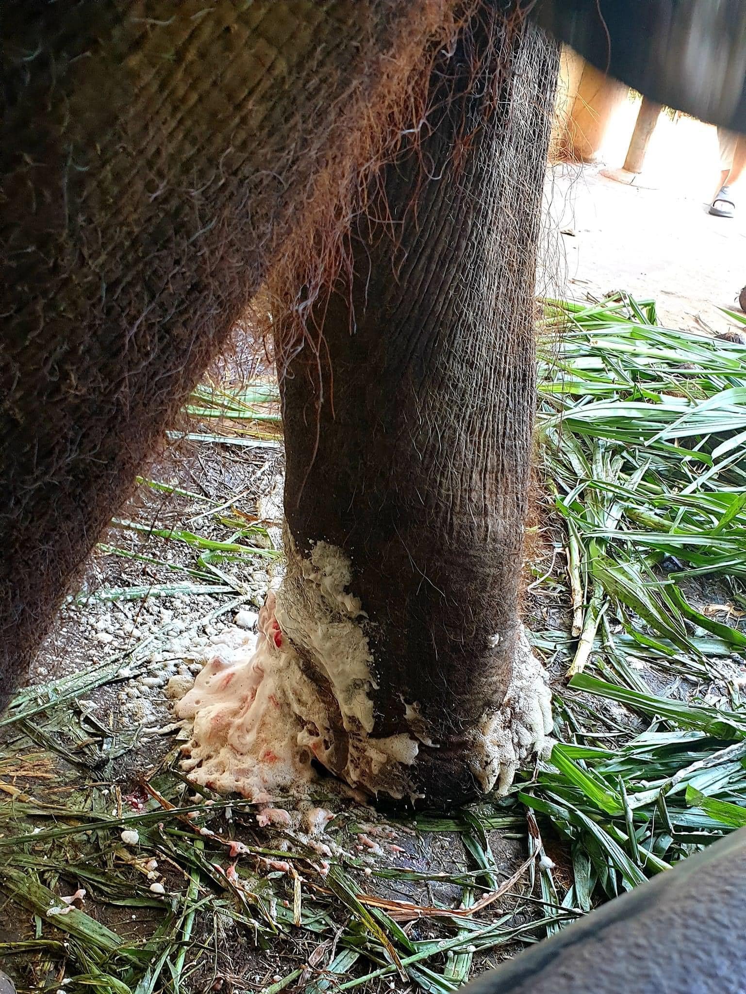 ช่วยเหลือช้าง