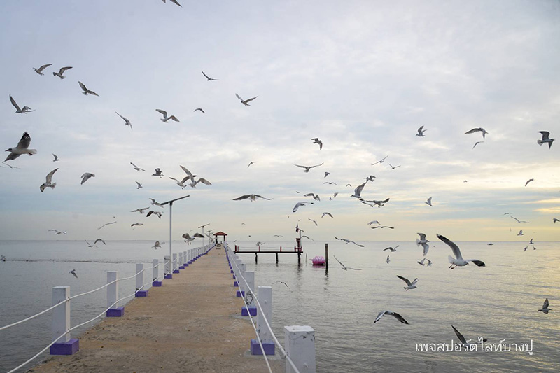 จุดชมนกนางนวล คลองตาก๊ก