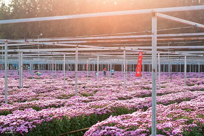 สวนดอกไม้ปทุมเจดีย์ ปทุมธานี