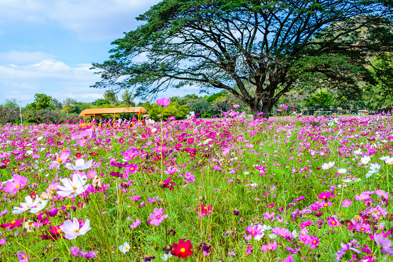 สวนดอกไม้เขาใหญ่