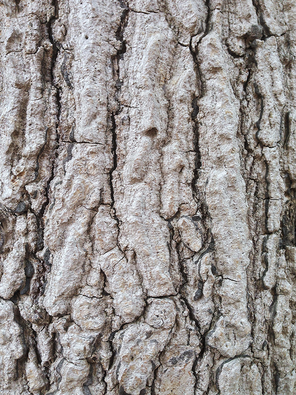 ต้นยมหิน