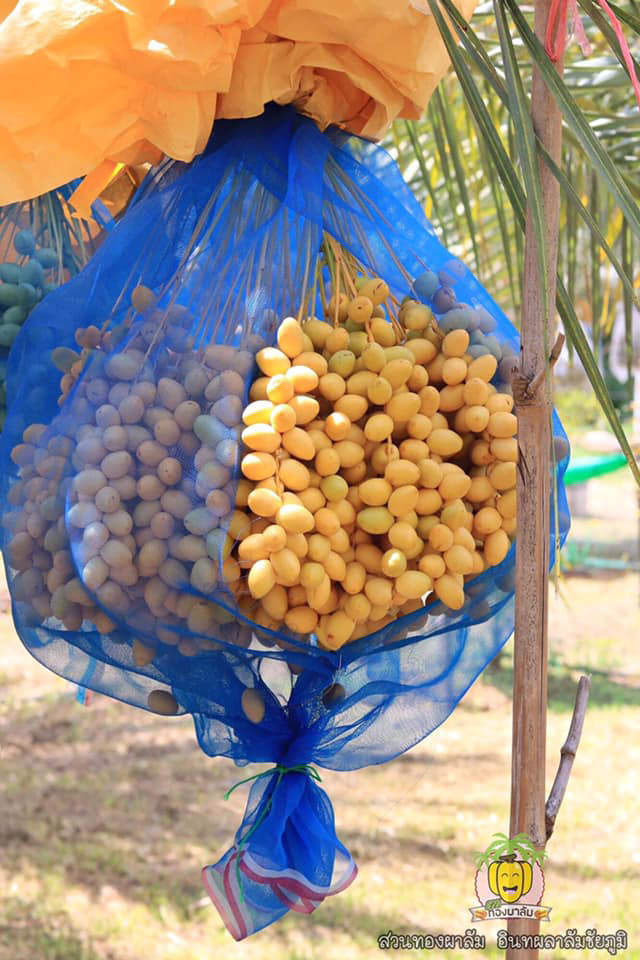 สวนอินทผลัม เดลิเวอรี่