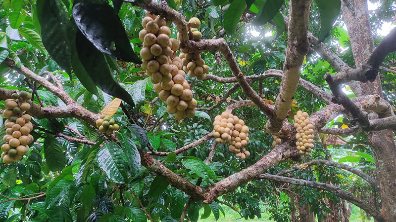 สวนลองกอง 