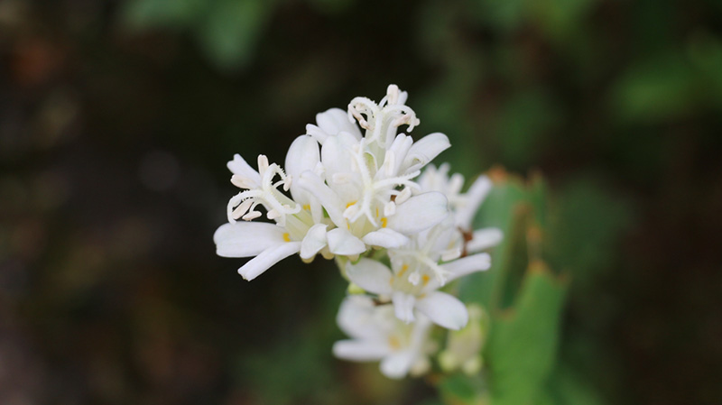 ดอกสายน้ำผึ้ง ดอกไม้ประจำราศีธนู