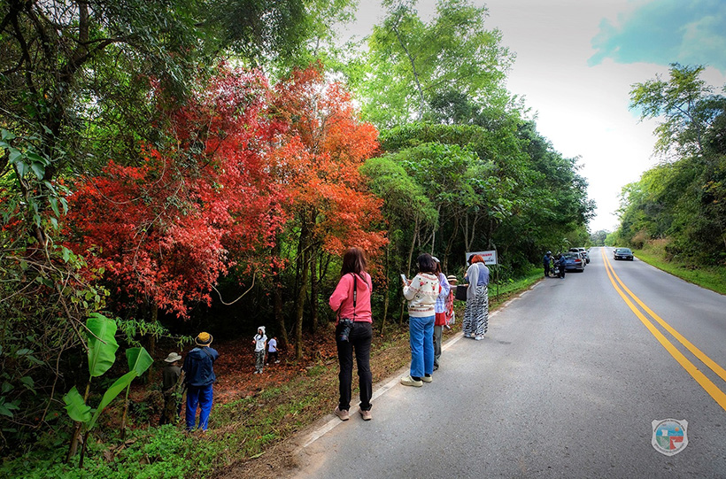 เมเปิล อุทยานแห่งชาติภูหินร่องกล้า ป่าหมันแดง