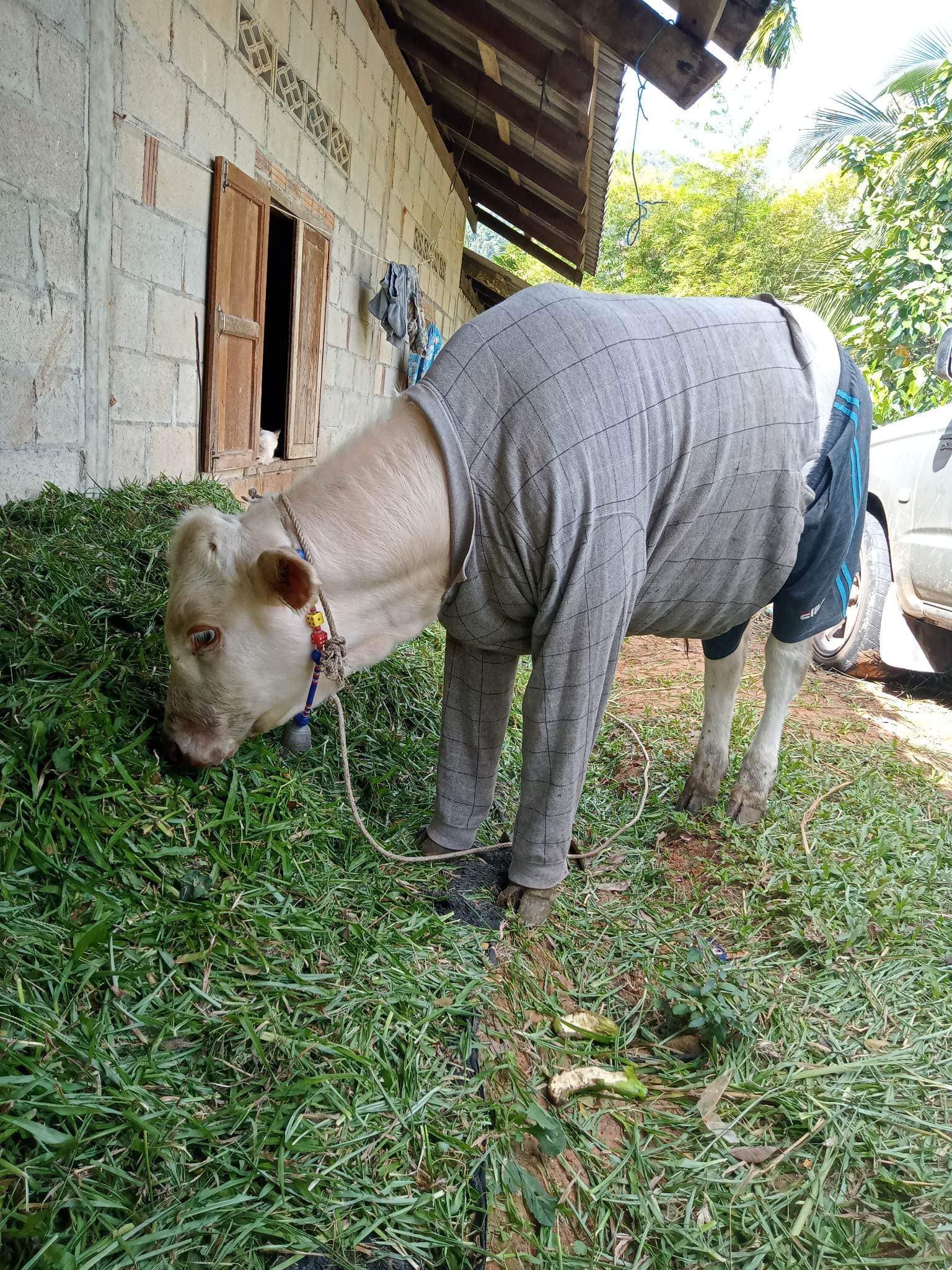 น้องหยวกกล้วย