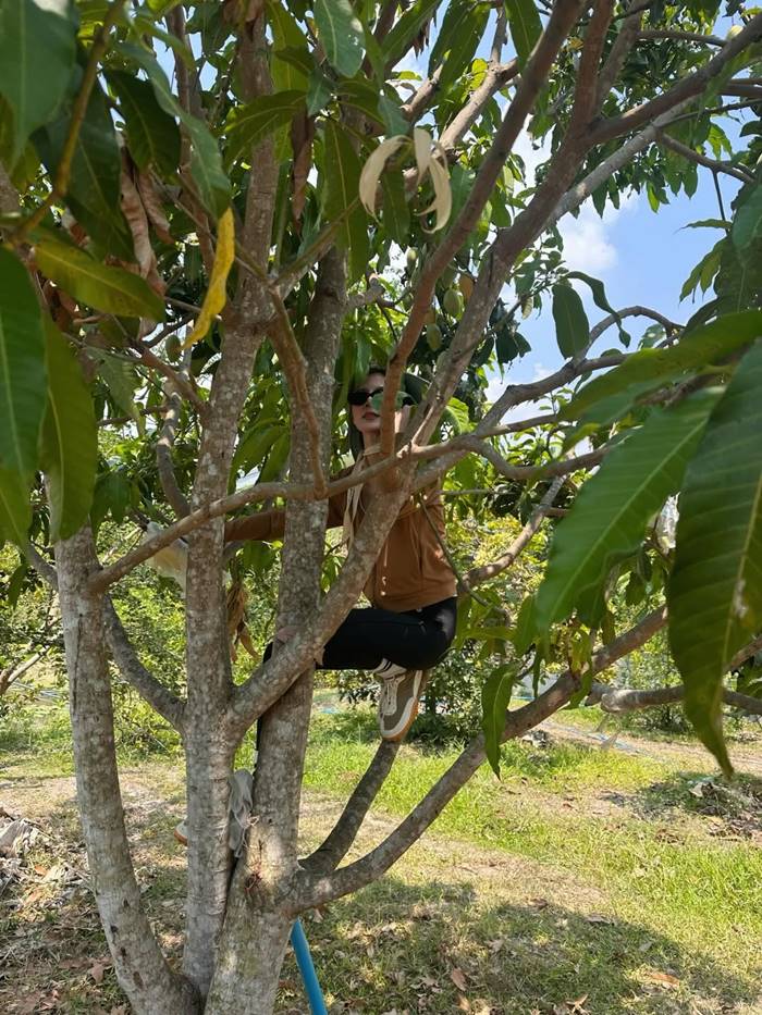 ใบเฟิร์น พิมพ์ชนก