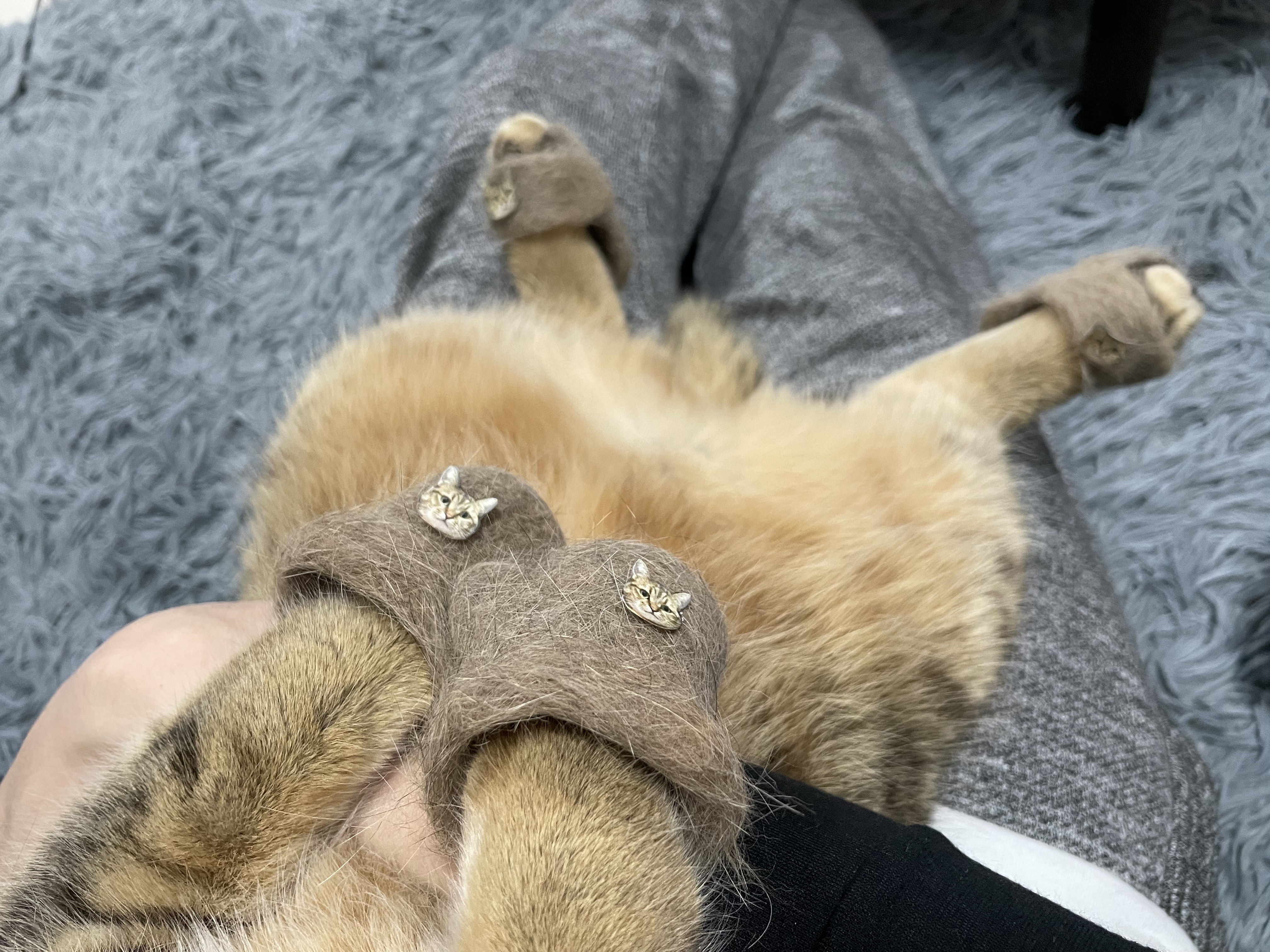 ขนแมว