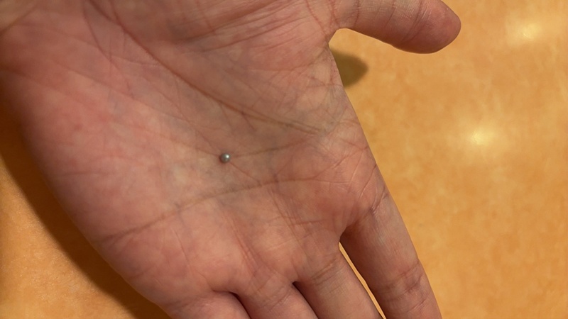 หอยแมลงภู่