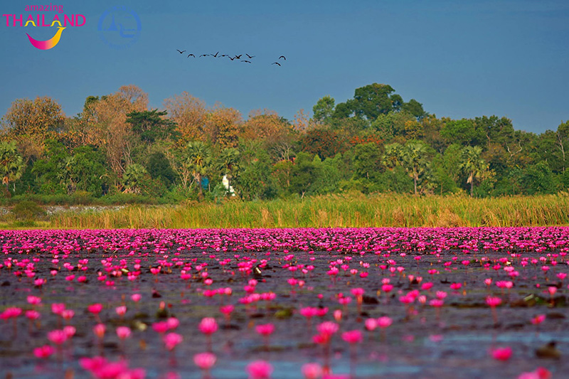 ทะเลบัวแดง อุดรธานี 2568-2569