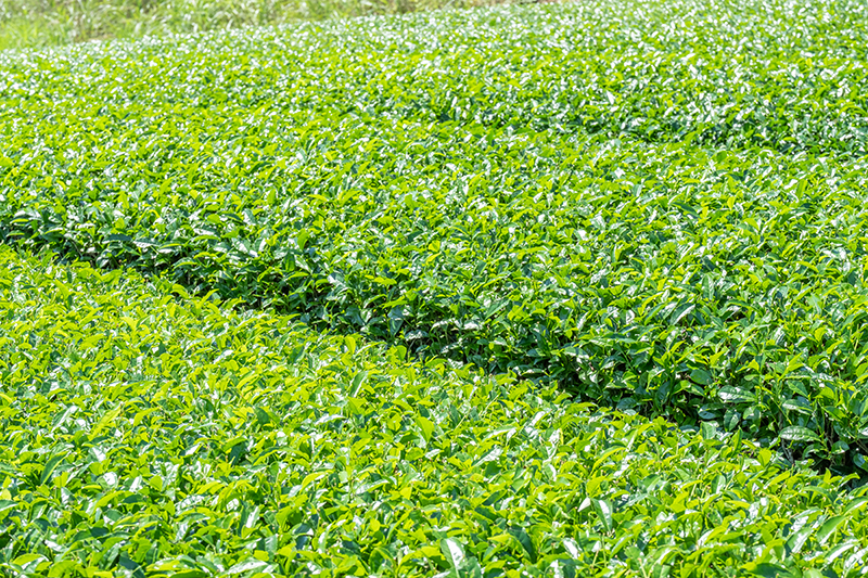 ไร่ชาเขียว