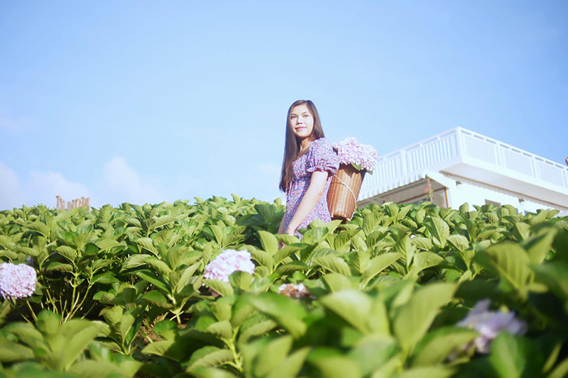 สวนดอกไฮเดรนเยีย เขาค้อ