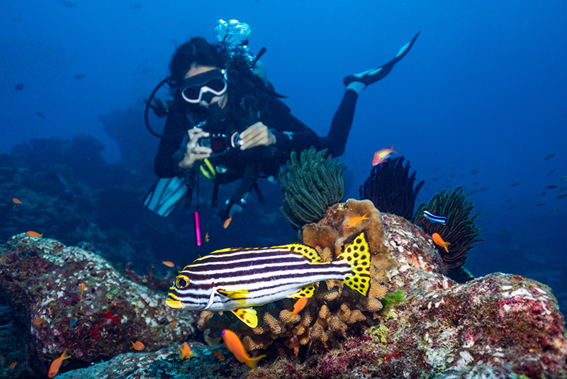 ดำน้ำที่ไหนดี ปี 2568 ? หมู่เกาะสิมิลัน จังหวัดพังงา