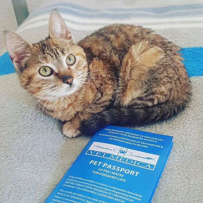 แมวจรจัด