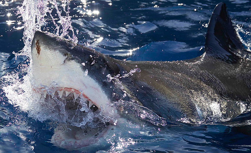 Air Jaws: Red, White and Breach HBO Max แนะนำเนื้อหา เดือนสิงหาคม 2569