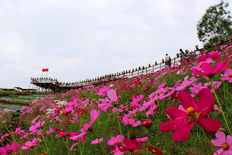 Skywalk ม่อนแจ่ม