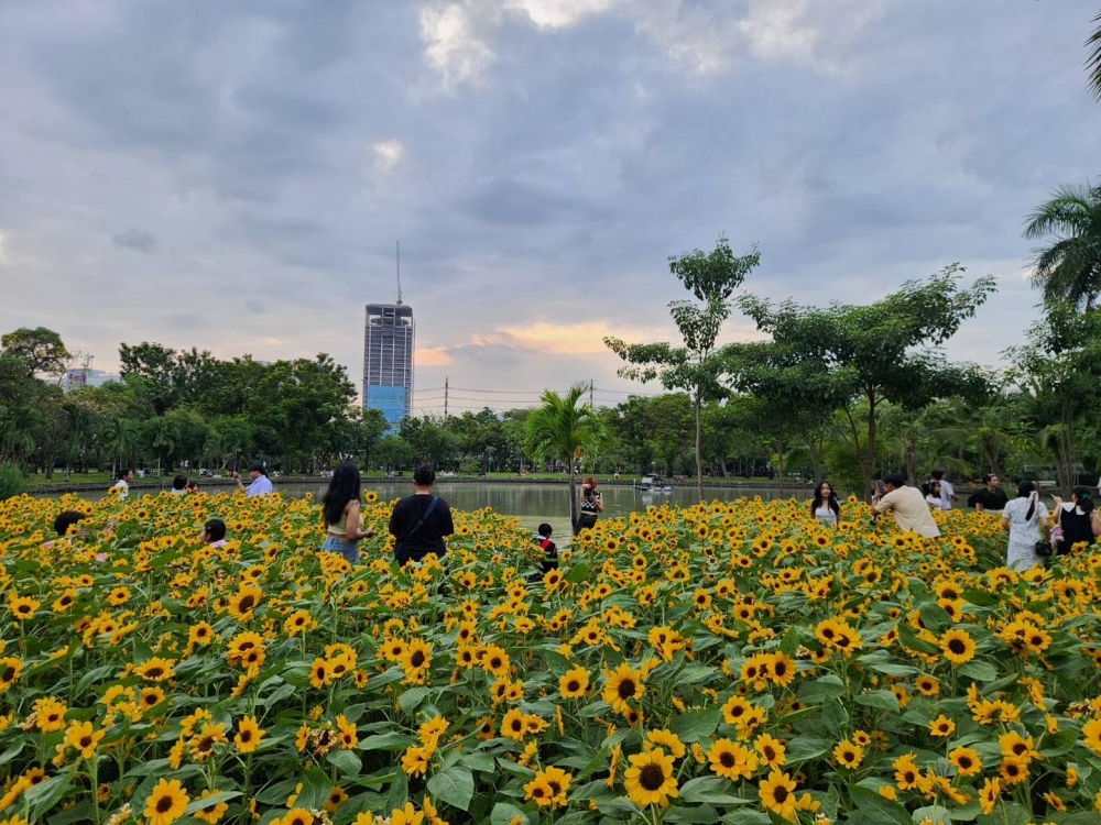 ทุ่งทานตะวัน สวนจตุจักร 2567 อยู่ที่ไหน