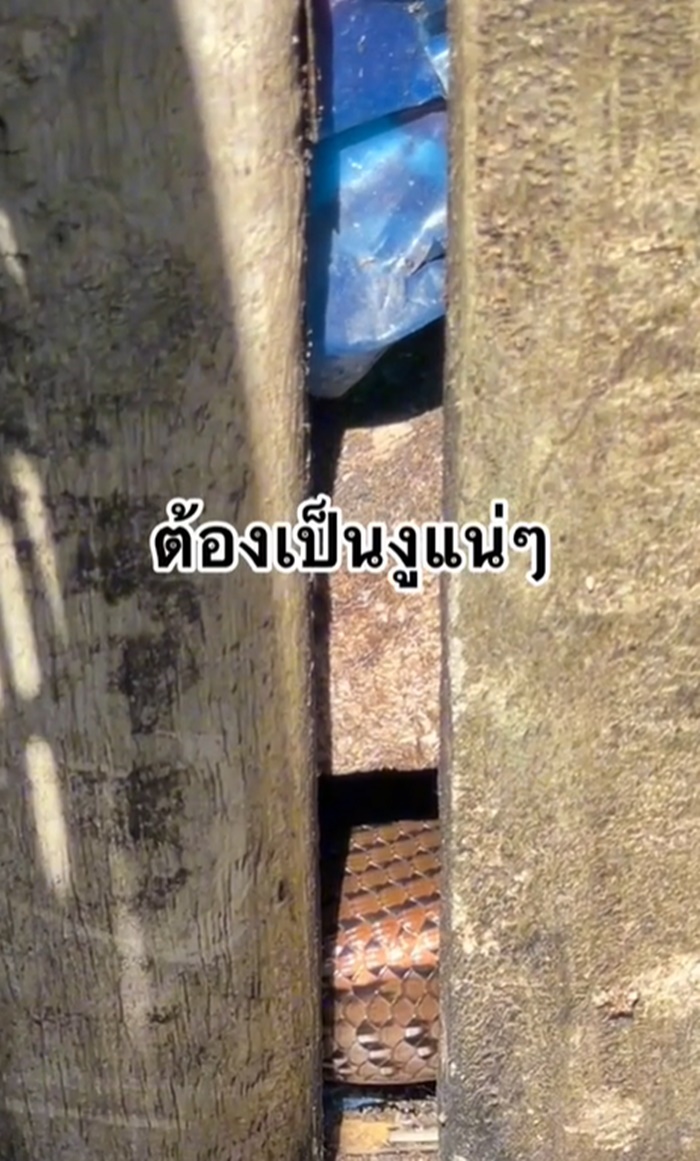 งูเข้าบ้าน