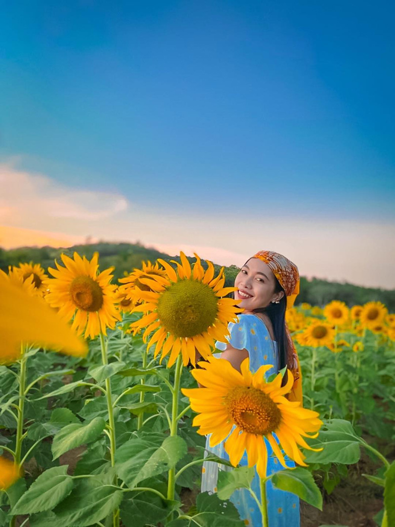 ทุ่งทานตะวัน อู่ทอง สุพรรณบุรี