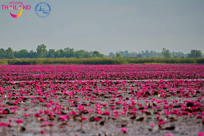 ทะเลบัวแดง อุดรธานี 2568-2569
