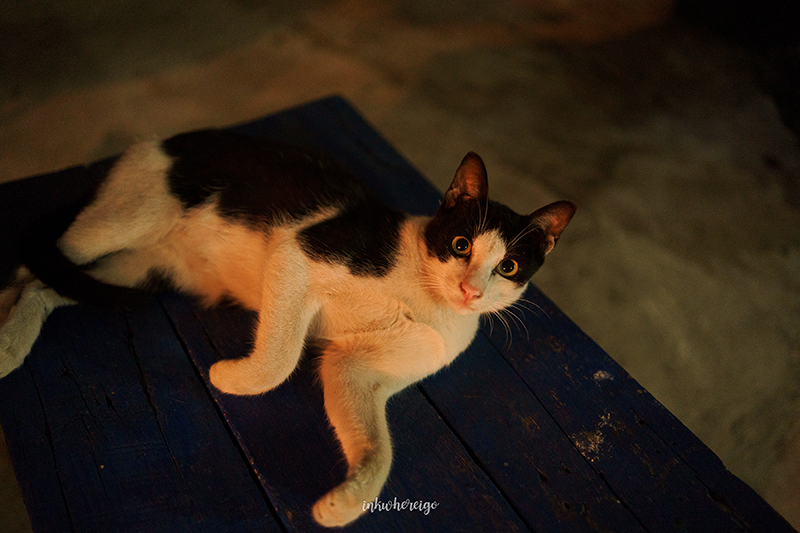 Archita Hostel ที่พักเชียงใหม่