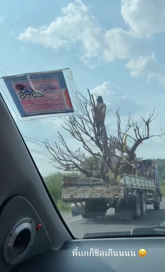 รถขนไม้