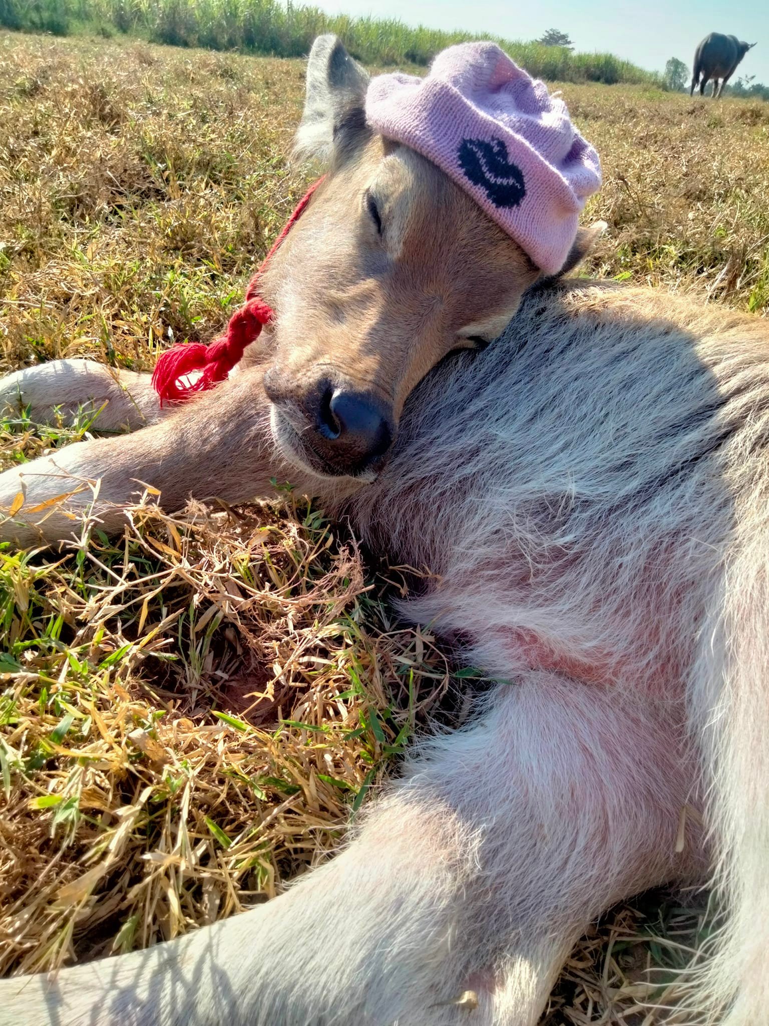 ควายน้อย