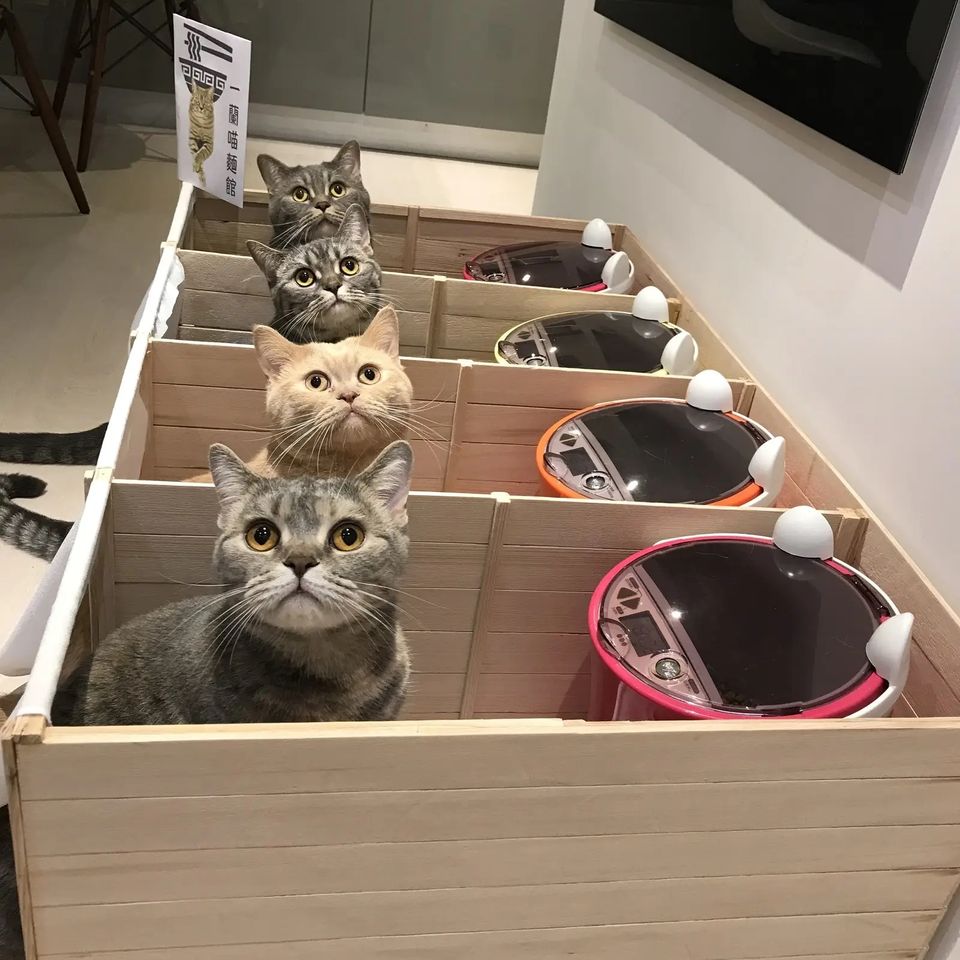 แย่งกันกิน