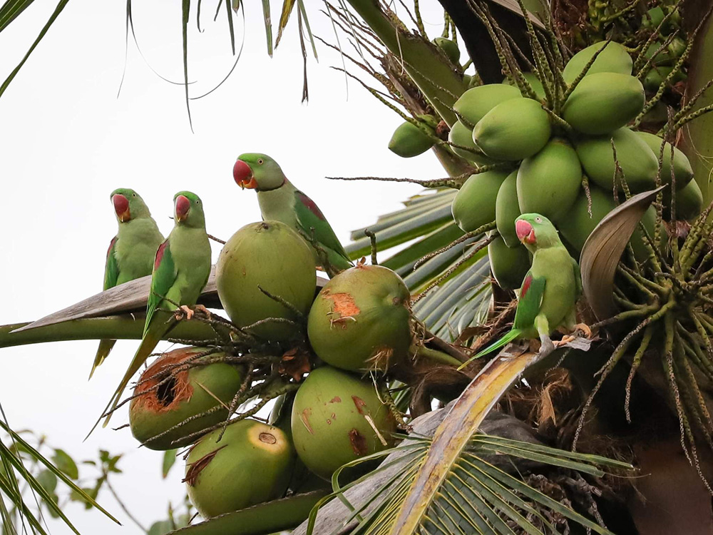 นกแก้วโม่ง