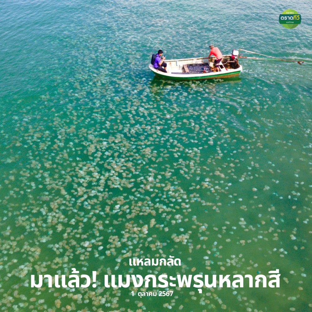 แมงกะพรุนหลากสี บ้านคลองสน แหลมกลัด