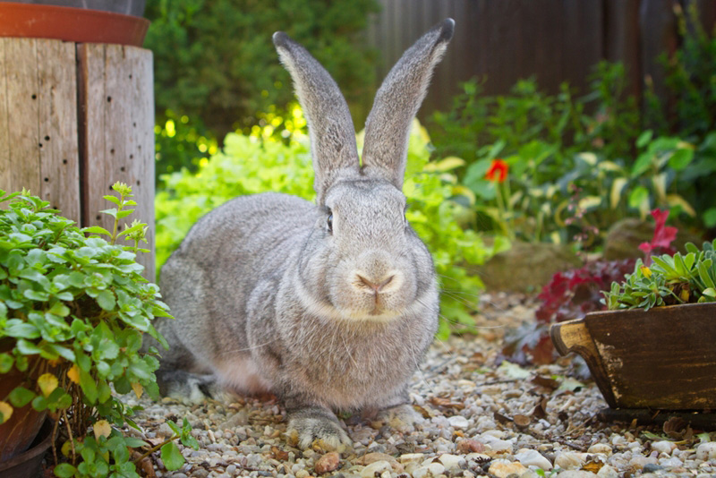 กระต่ายเฟลมมิชไจแอนท์ (Flemish Giant)